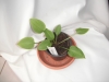 capitata