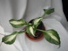 undulata mediovariegata
